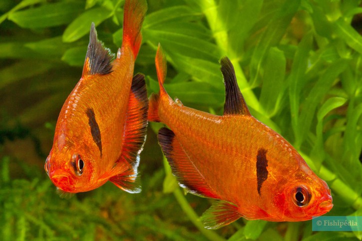 Hyphessobrycon eques - tétra joyau (serpae)