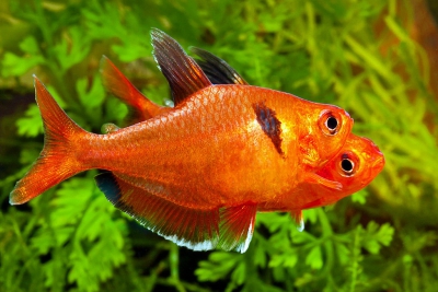 tétra joyau (serpae) Characidae