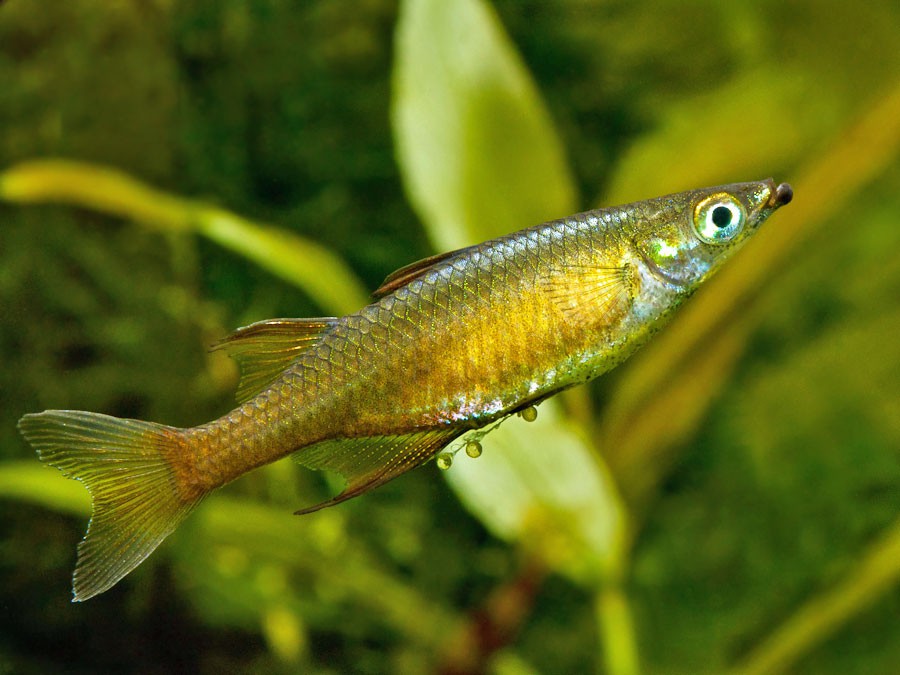 Iriatherina werneri