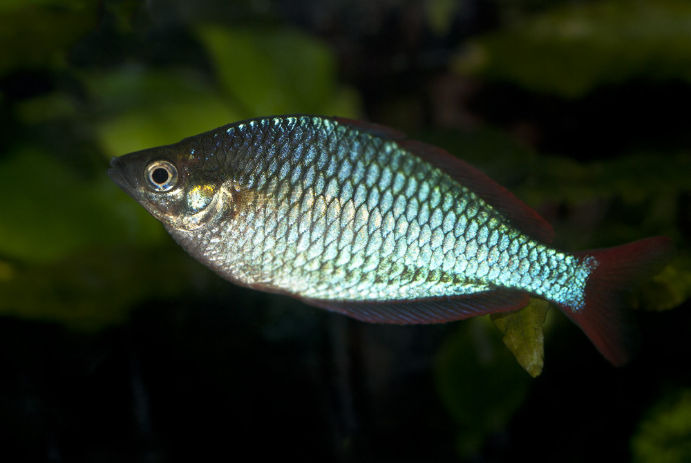Melanotaenia praecox
