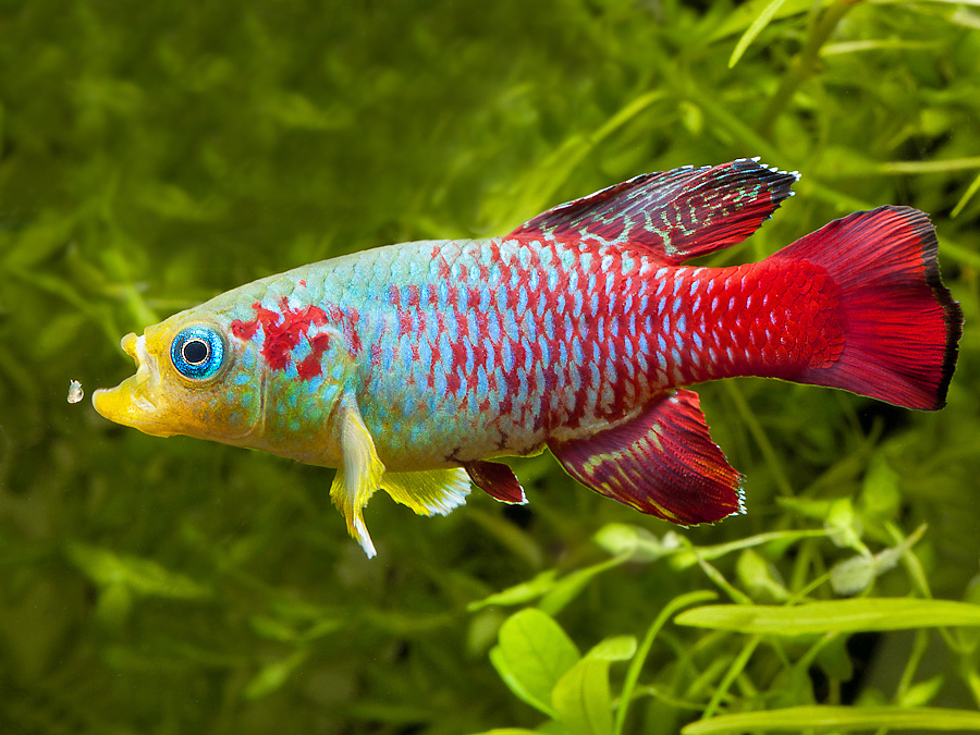 Nothobranchius guentheri