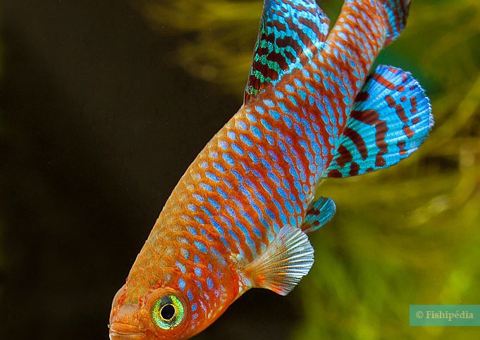 Nothobranchius rachovii - nothobranche de Rachow