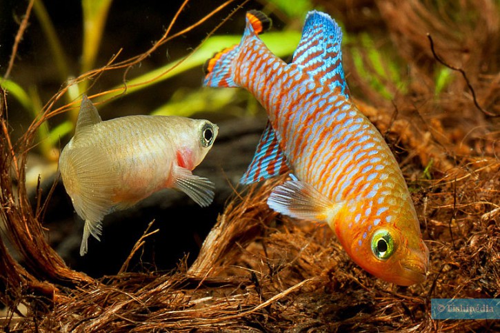 Nothobranchius rachovii - nothobranche de Rachow
