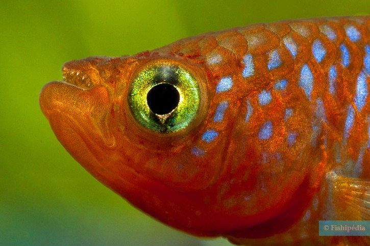 Nothobranchius rachovii - nothobranche de Rachow