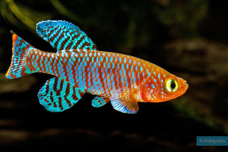 Nothobranchius rachovii - nothobranche de Rachow