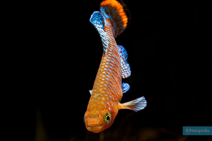 Nothobranchius rachovii - nothobranche de Rachow