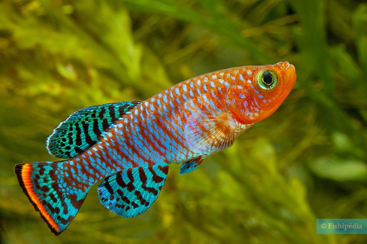 Nothobranchius rachovii - nothobranche de Rachow