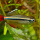 picture of Tanichthys micagemmae