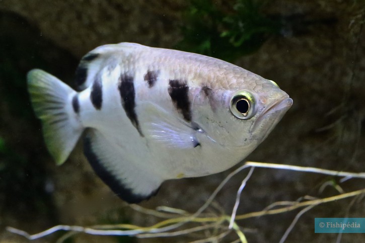 Toxotes jaculatrix - Poisson-archer