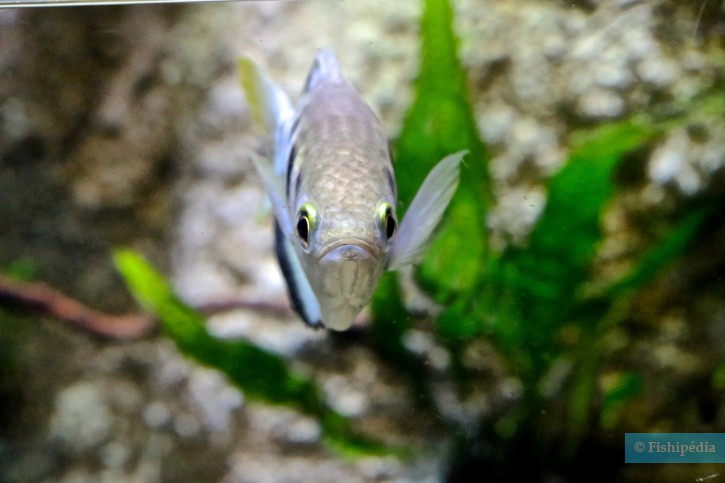 Toxotes jaculatrix - Poisson-archer
