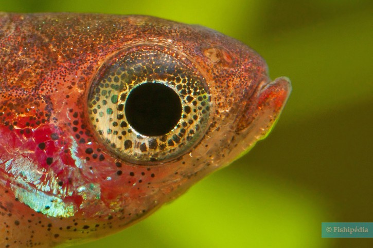 Boraras maculatus - rasbora nain