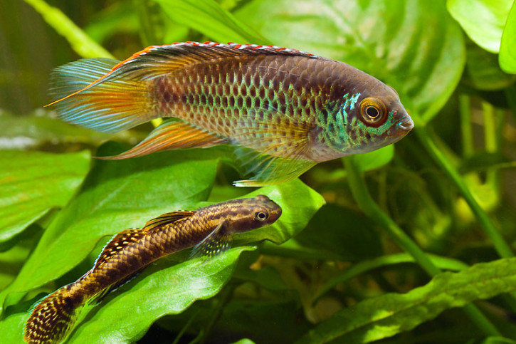 Nannacara anomala - cichlidé nain à oeil d'or
