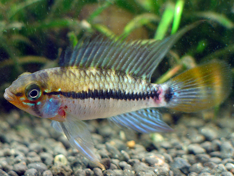 Apistogramma eunotus
