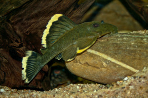 Baryancistrus chrysolomus