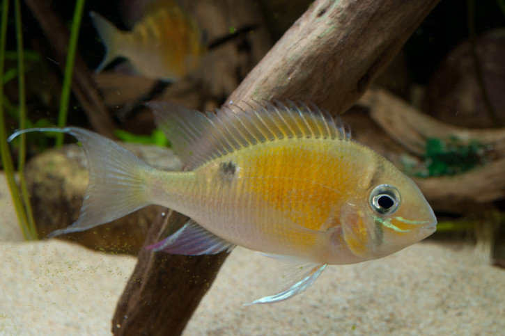 Biotodoma cupido