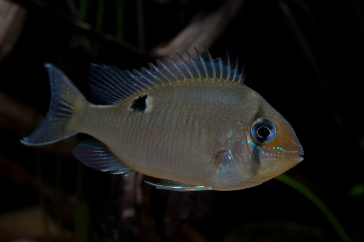 Biotodoma cupido