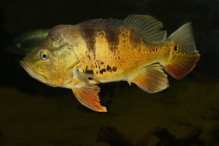 Cichla ocellaris - Mariposa