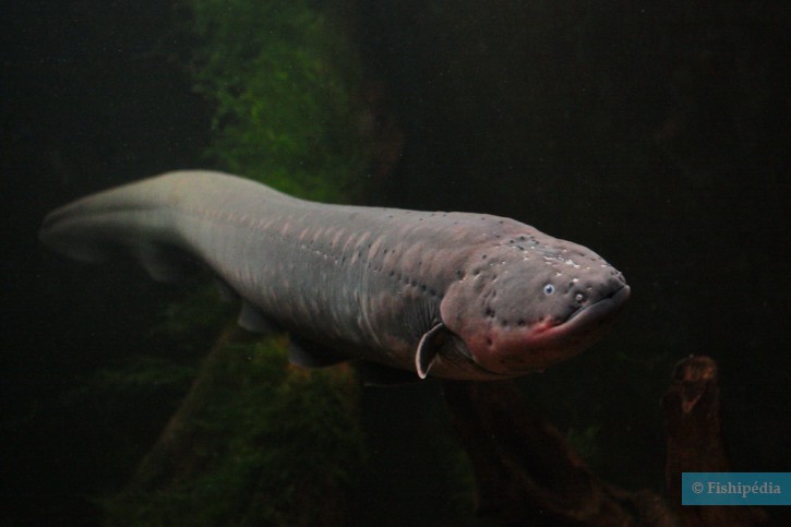 Electrophorus electricus - anguille électrique