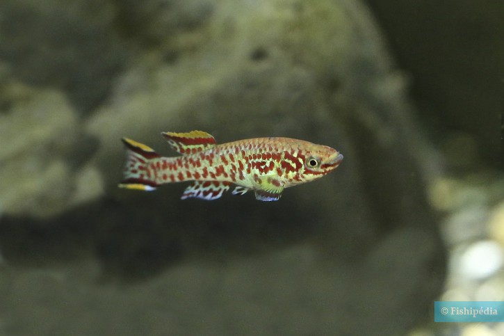 Fundulopanchax gardneri - Gardneri