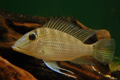 Satanoperca leucosticta