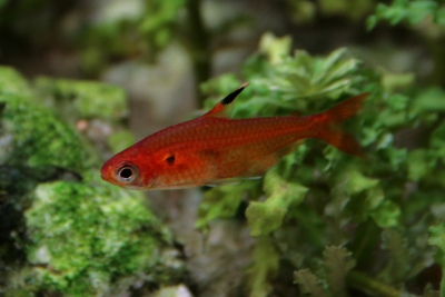 Araguaia rouge Characidae