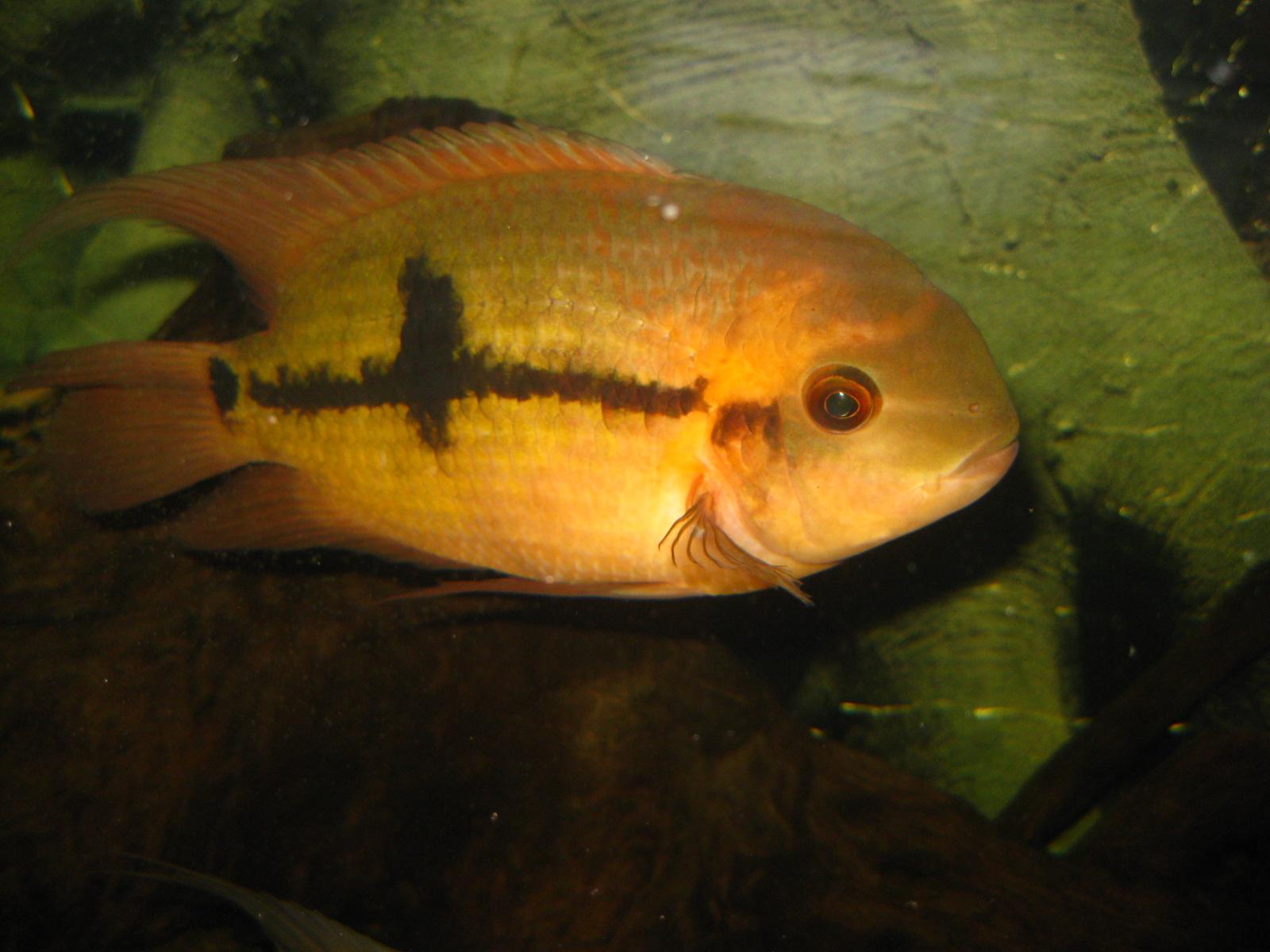 Hypselecara temporalis