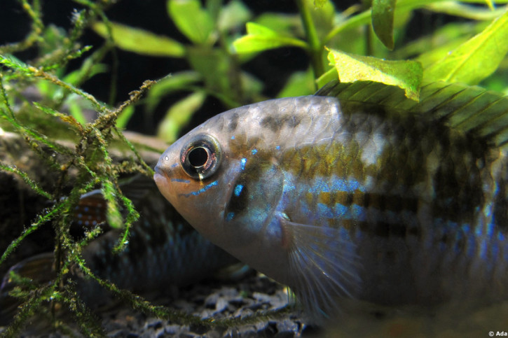 Laetacara araguaiae