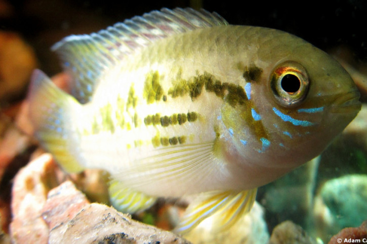 Laetacara araguaiae
