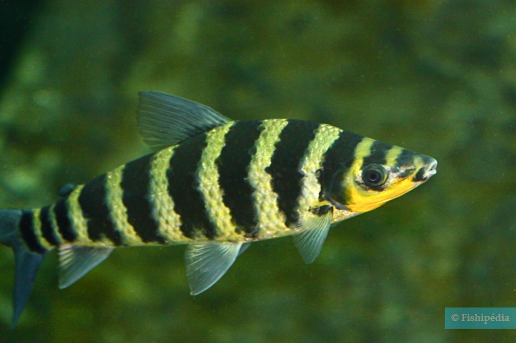 Leporinus fasciatus - Léporinus à bandes