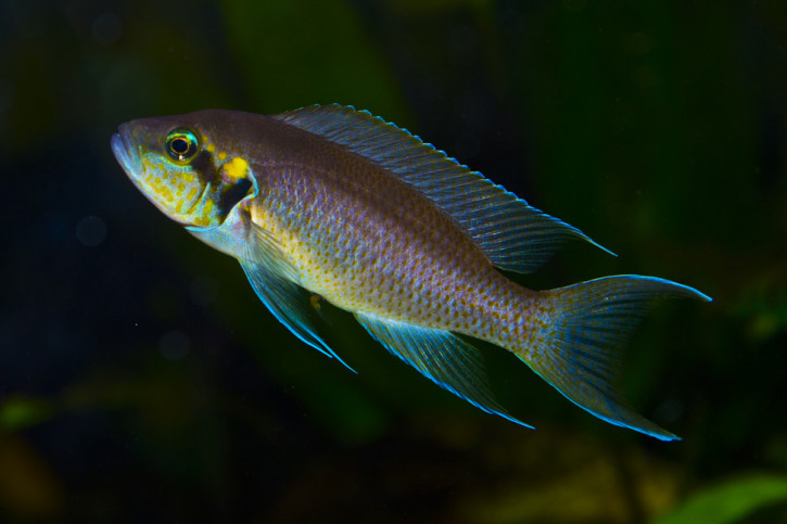 Neolamprologus brichardi - brichardi / princesse du Burundi