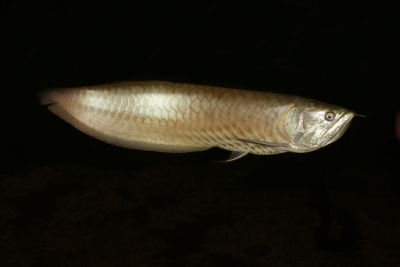 arowana argenté Osteoglossidae