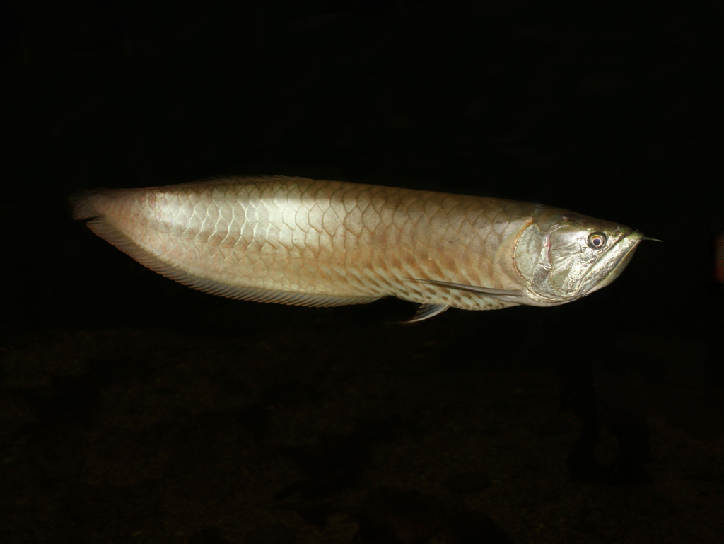 Osteoglossum bicirrhosum