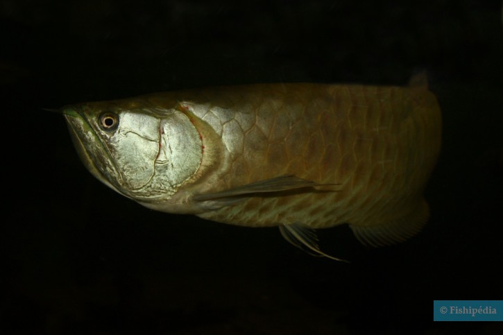 Osteoglossum bicirrhosum - arowana argenté