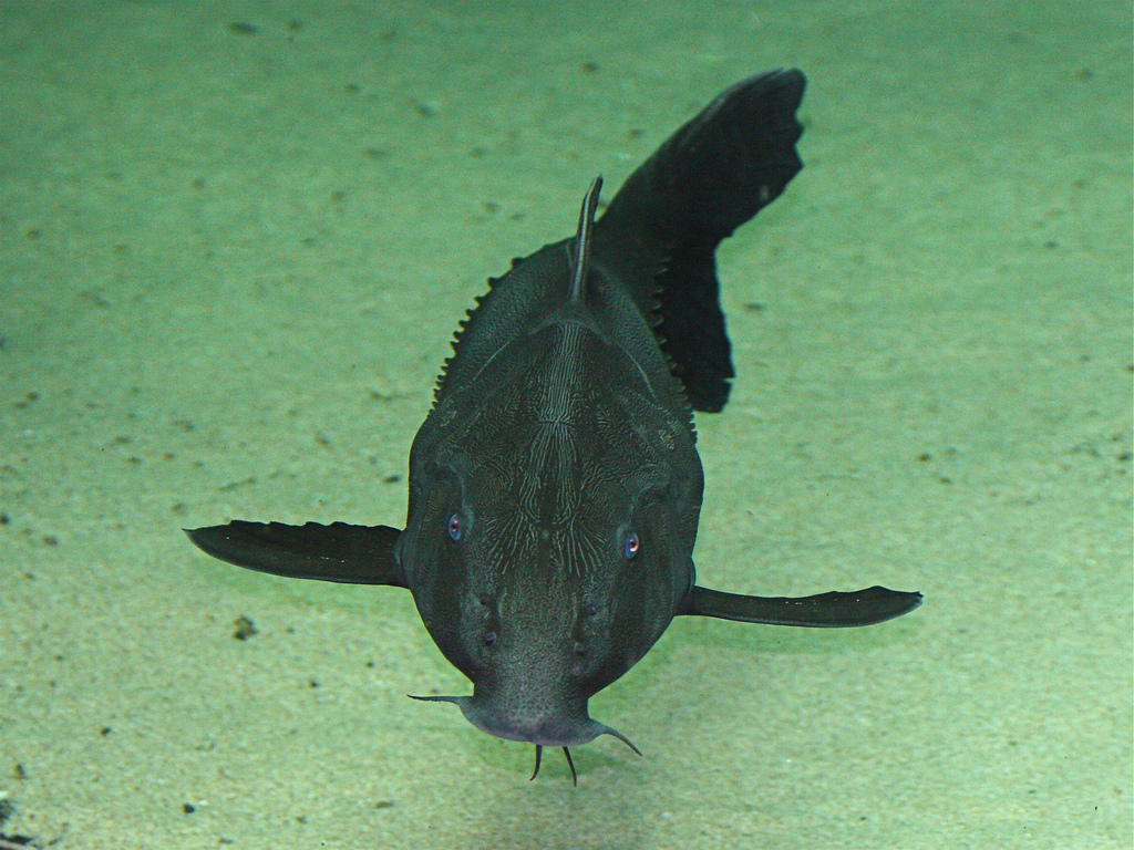 Oxydoras niger