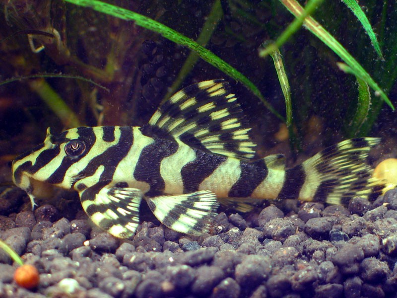 Peckoltia compta