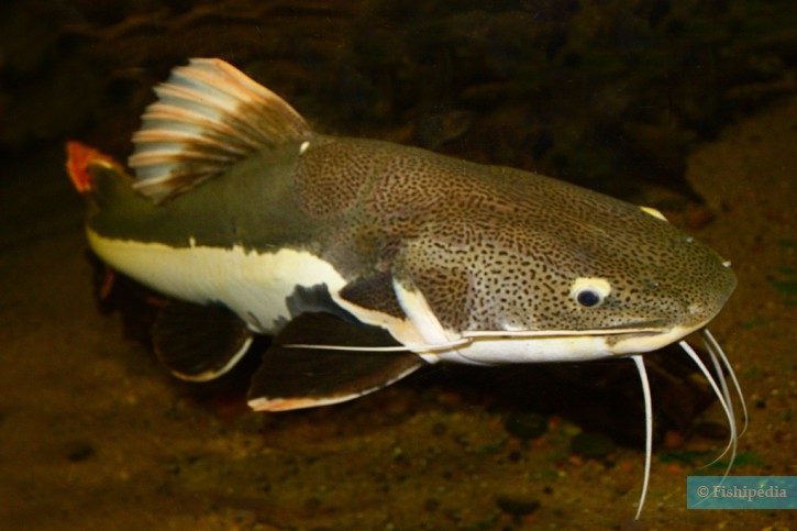 Phractocephalus hemioliopterus - poisson chat à queue rouge