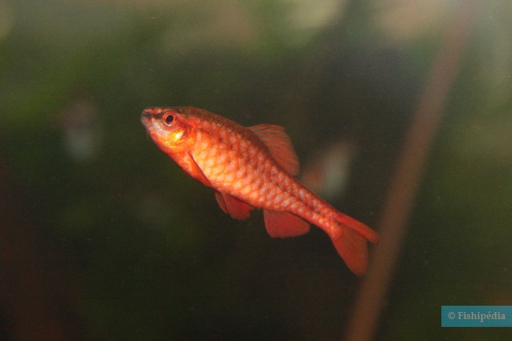 Puntius titteya - barbus-cerise