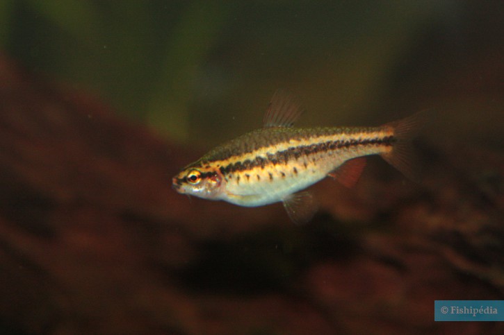 Puntius titteya - barbus-cerise