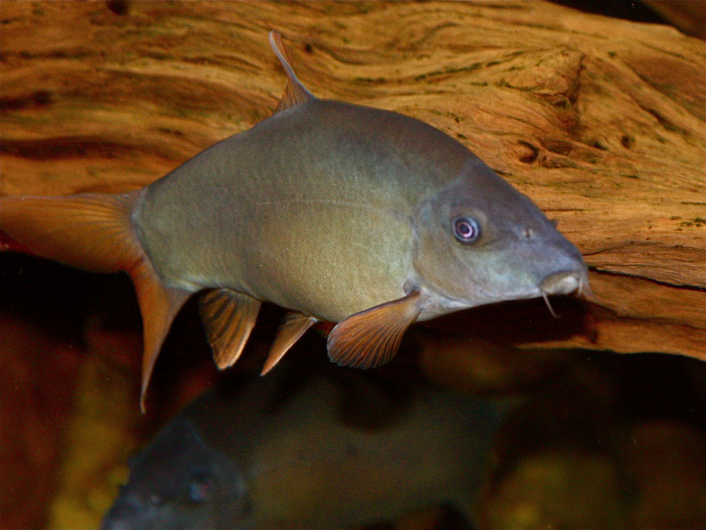 Yasuhikotakia modesta