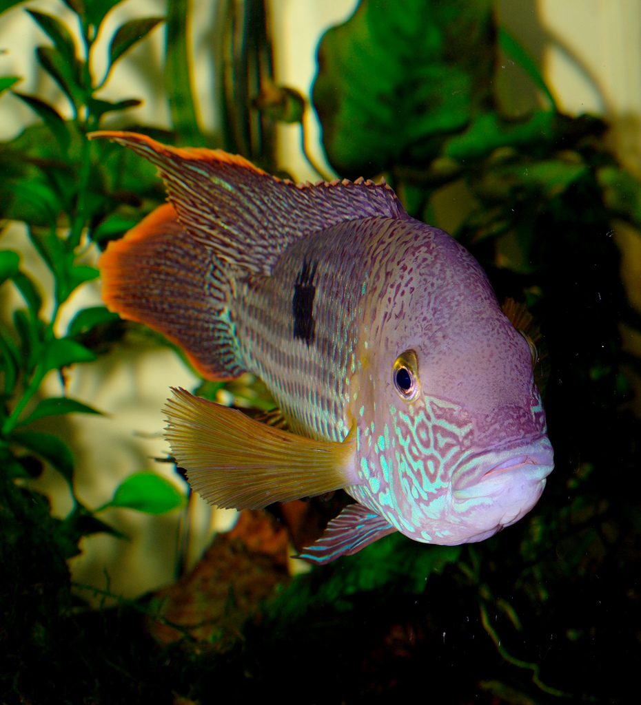 Andinoacara rivulatus