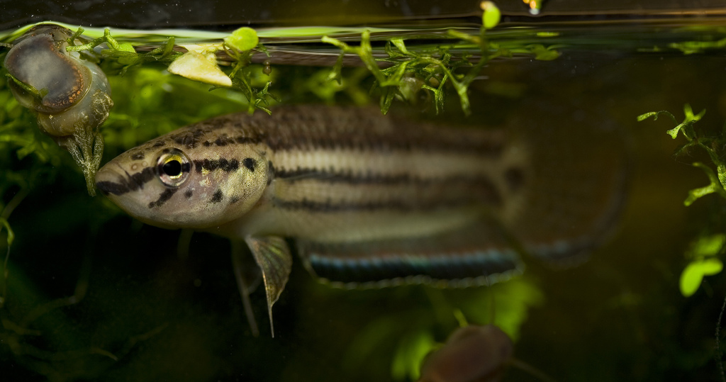Betta simplex