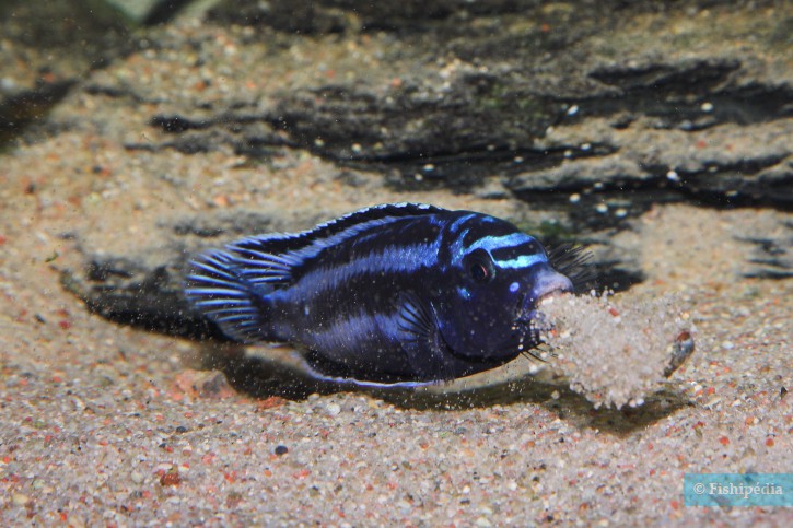 Pseudotropheus cyaneorhabdos - Maingano