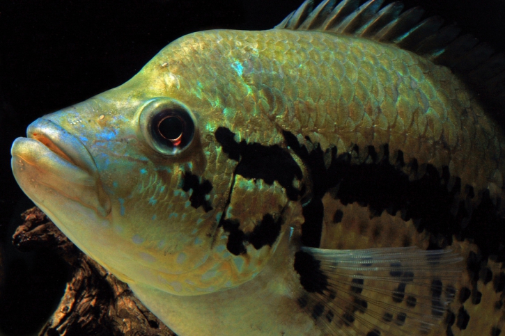 Parachromis : ces poissons d&rsquo;aquarium qui menacent la biodiversité des tropiques