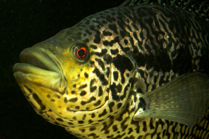 Parachromis managuensis - Cichlidé du managua