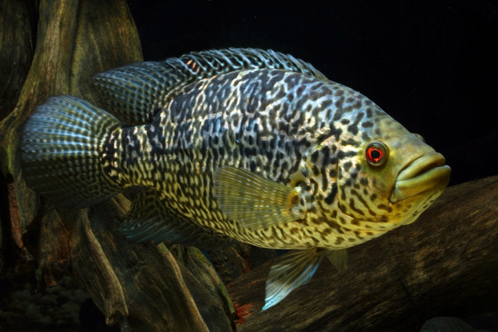 Parachromis managuensis - Cichlidé du managua