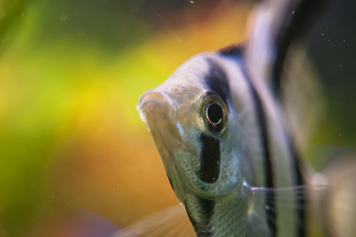 Pterophyllum scalare - scalaire