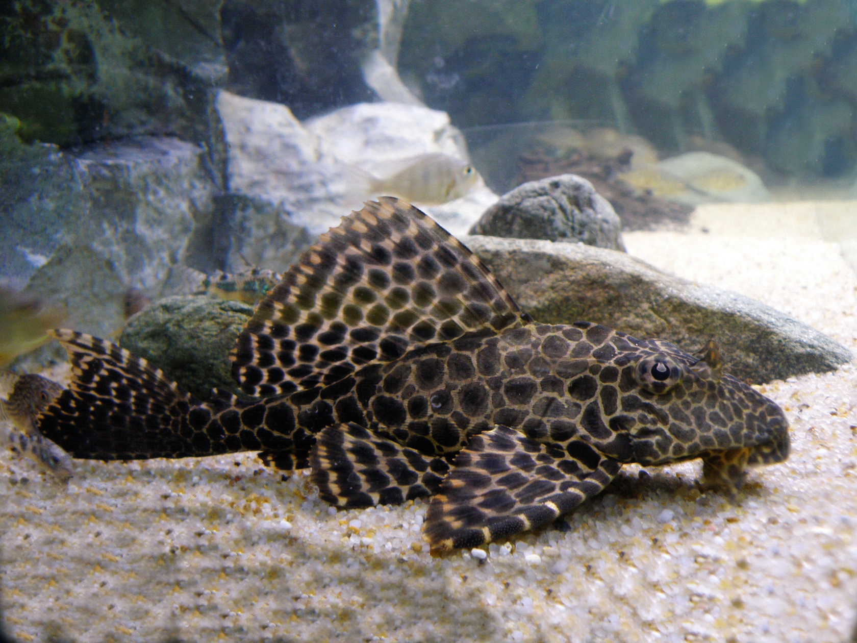 Pterygoplichthys gibbiceps