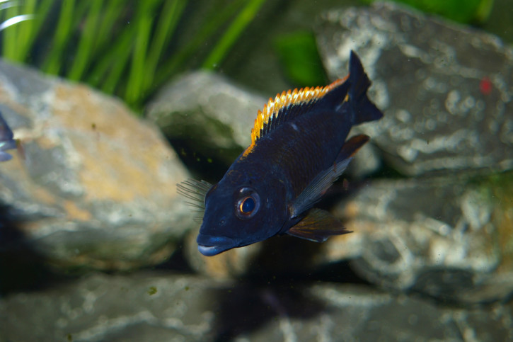 Otopharynx lithobates - Lithobates