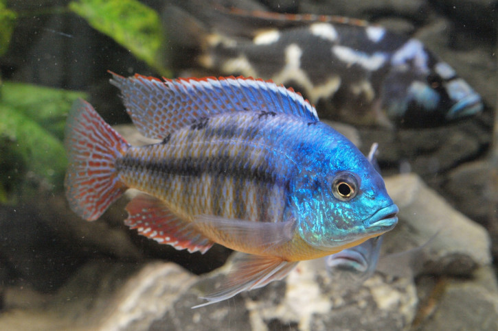Protomelas taeniolatus - Namalenje