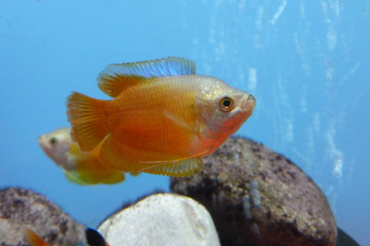 Trichogaster lalius - gourami nain